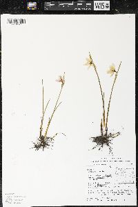 Olsynium douglasii var. inflatum image