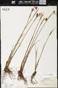 Olsynium douglasii var. inflatum image