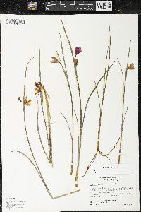 Olsynium douglasii var. douglasii image