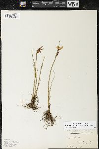 Olsynium douglasii var. inflatum image