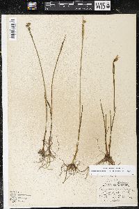 Olsynium douglasii var. inflatum image