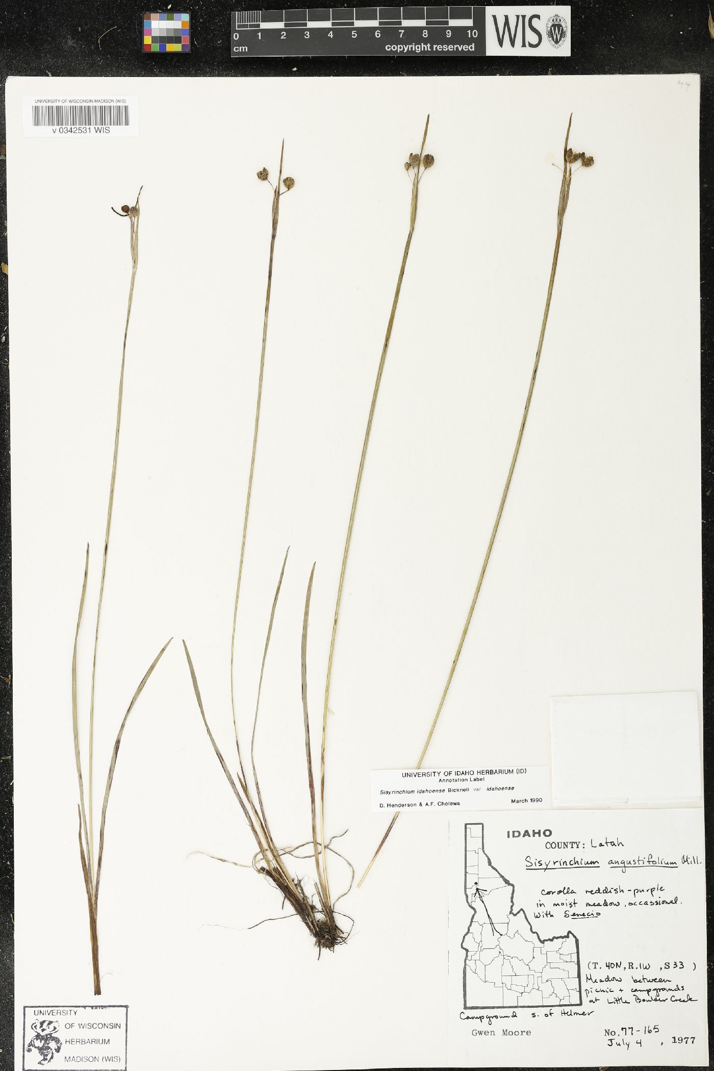 Sisyrinchium idahoense var. idahoense image