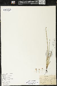Sisyrinchium idahoense image