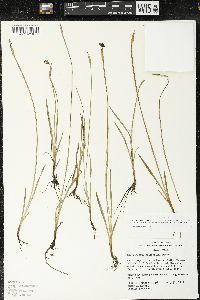 Sisyrinchium idahoense var. occidentale image