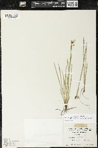 Sisyrinchium idahoense var. occidentale image