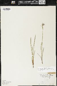 Sisyrinchium idahoense var. occidentale image