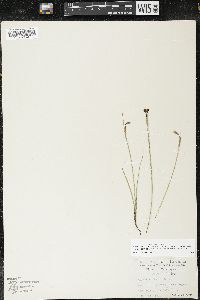 Sisyrinchium idahoense var. occidentale image