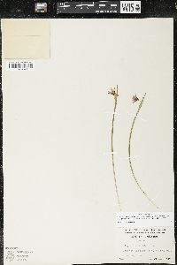 Sisyrinchium idahoense var. occidentale image