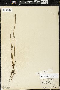 Sisyrinchium idahoense var. occidentale image