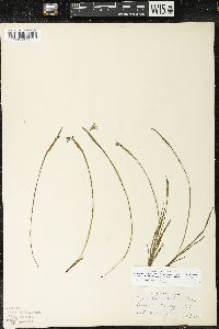 Sisyrinchium idahoense var. occidentale image