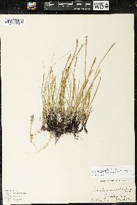 Sisyrinchium idahoense var. occidentale image