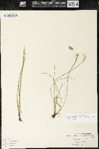 Sisyrinchium idahoense image