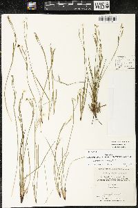 Sisyrinchium nashii image