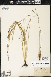 Sisyrinchium nashii image