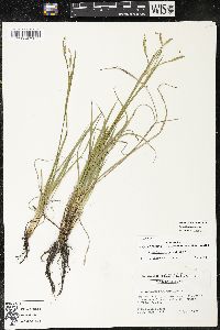 Sisyrinchium nashii image