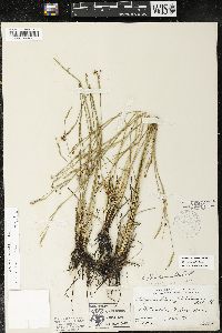 Sisyrinchium nashii image