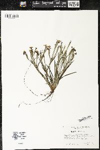 Sisyrinchium pruinosum image