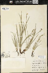 Sisyrinchium pruinosum image