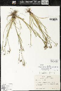 Sisyrinchium rosulatum image