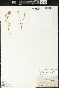Sisyrinchium rosulatum image