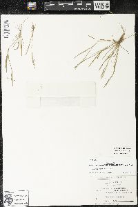 Sisyrinchium rosulatum image