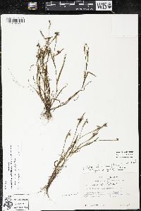 Sisyrinchium rosulatum image