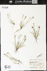 Sisyrinchium rosulatum image