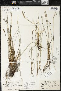 Sisyrinchium septentrionale image