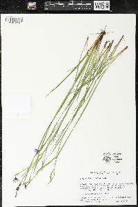 Sisyrinchium strictum image