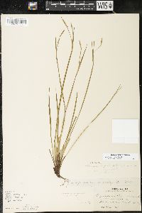 Sisyrinchium strictum image
