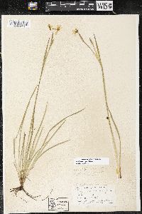 Sisyrinchium strictum image