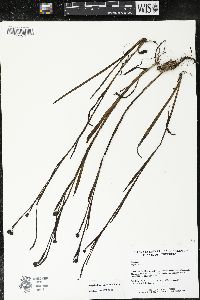 Sisyrinchium tinctorium image