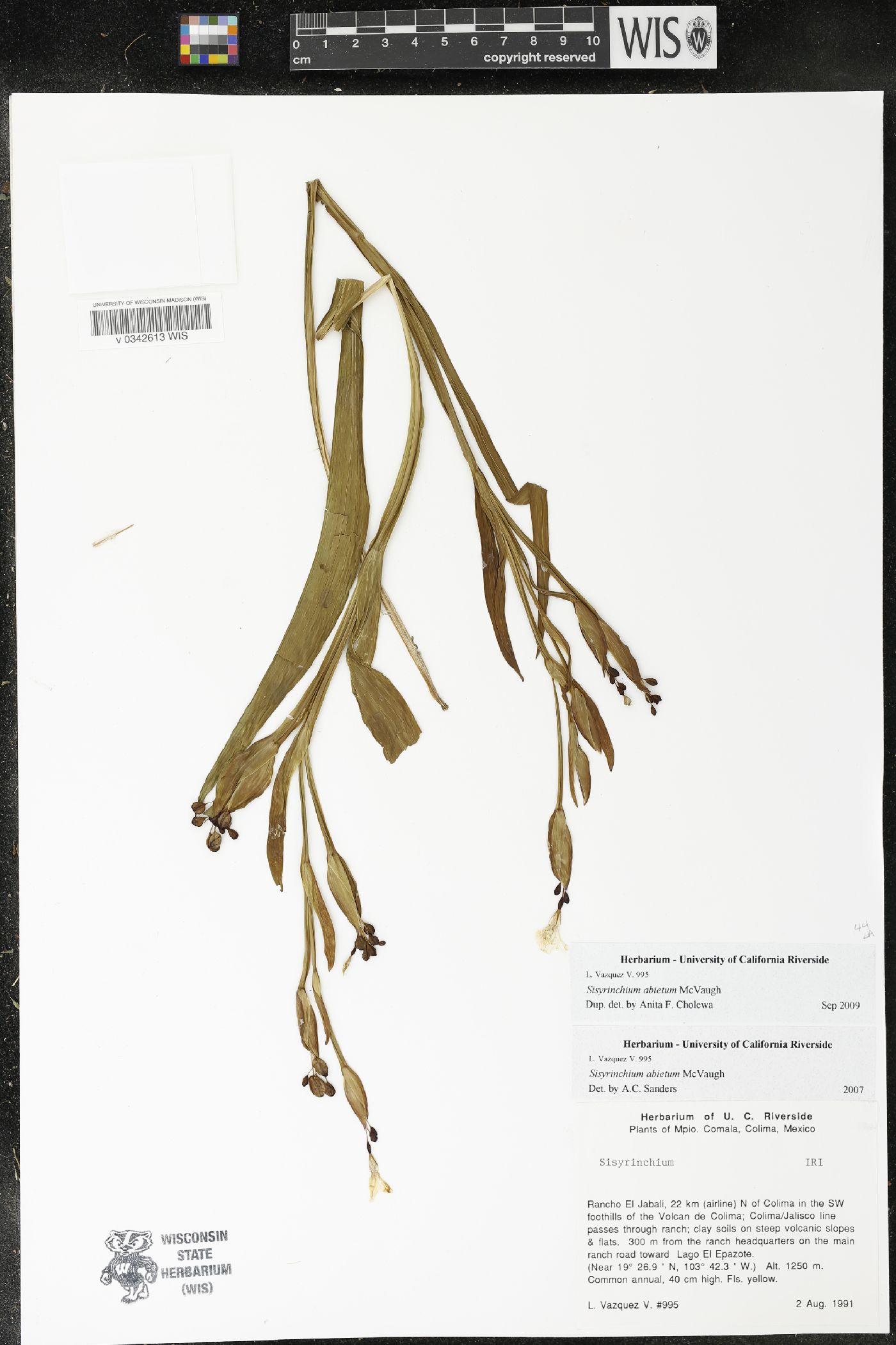 Sisyrinchium abietum image