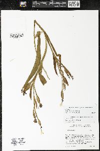 Sisyrinchium abietum image