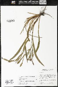 Sisyrinchium abietum image