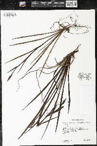 Sisyrinchium angustissimum image