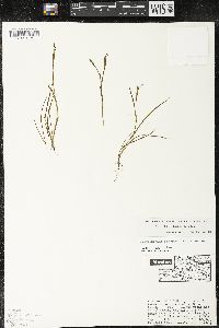 Sisyrinchium scabrum image