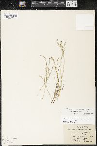 Sisyrinchium scabrum image