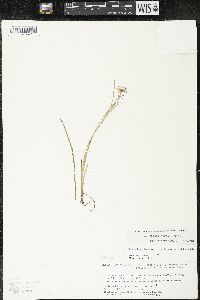 Sisyrinchium scabrum image