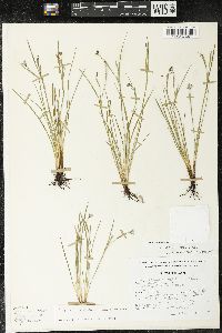 Sisyrinchium scabrum image