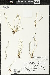 Sisyrinchium scabrum image