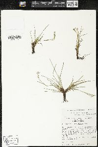 Sisyrinchium scabrum image