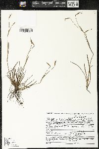 Sisyrinchium scabrum image