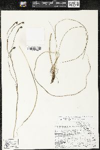 Sisyrinchium angustissimum image