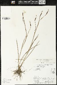 Sisyrinchium angustissimum image