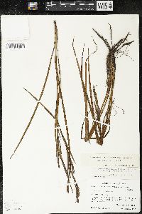 Sisyrinchium angustissimum image