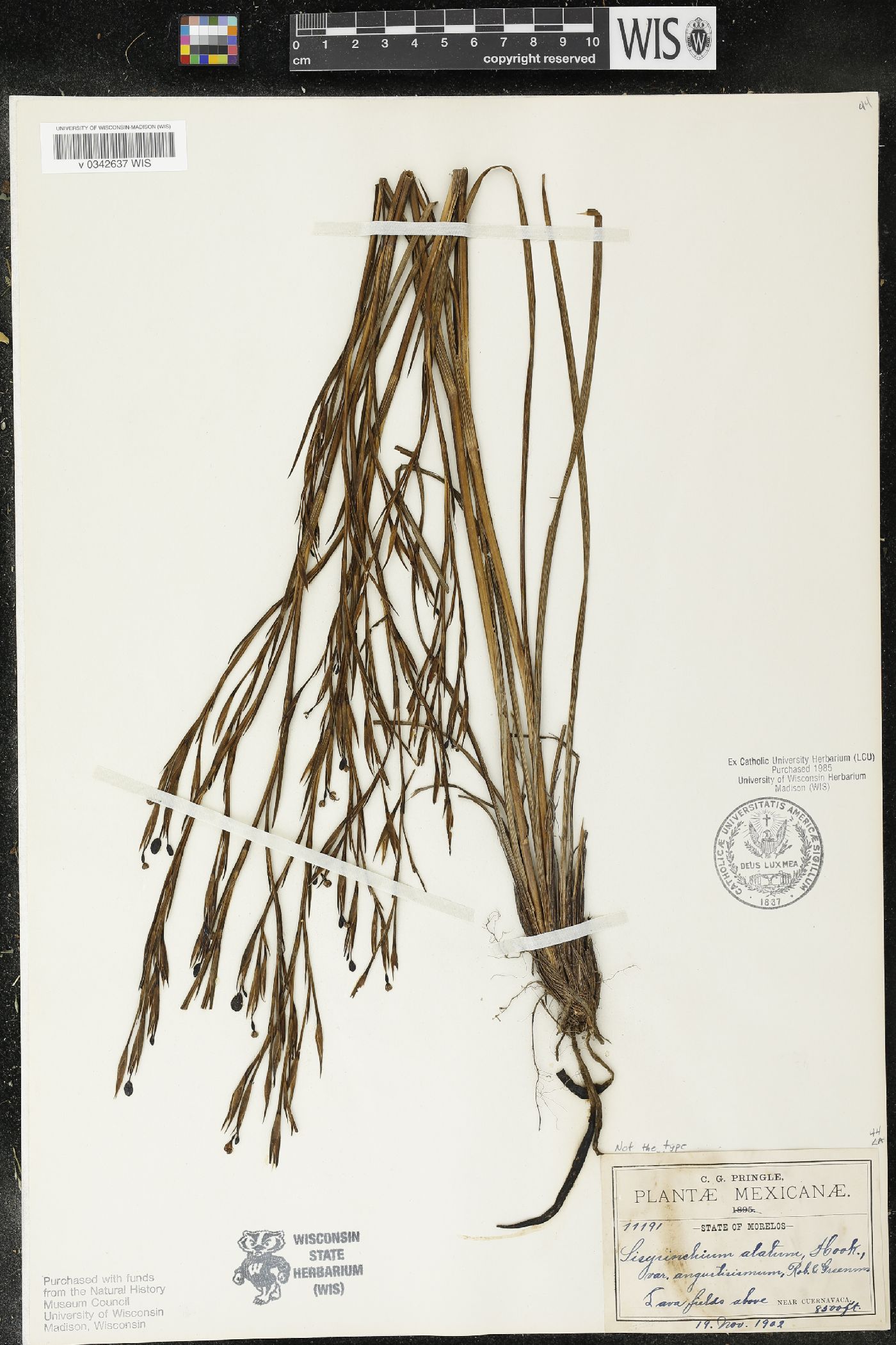 Sisyrinchium angustissimum image