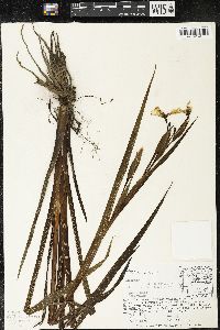 Sisyrinchium arizonicum image