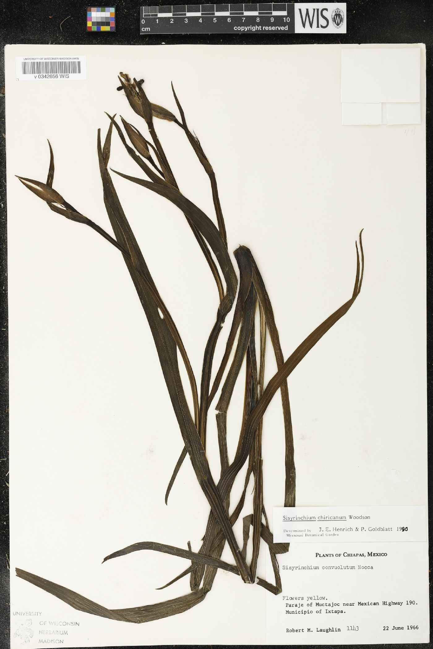 Sisyrinchium chiricanum image