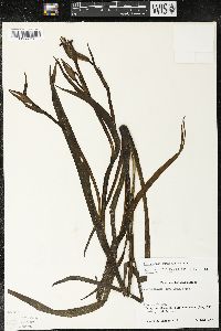 Sisyrinchium chiricanum image